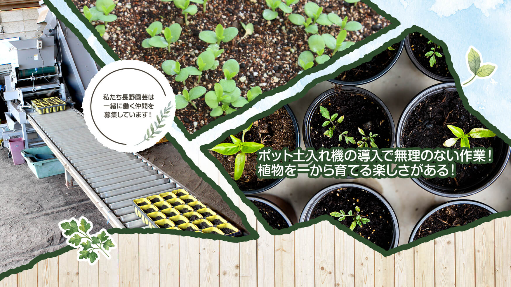 ポット土入れ機の導入で無理のない作業！植物を一から育てる楽しさがある！ 私たち長野園芸は一緒に働く仲間を募集しています！